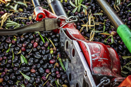 The Journey of a Drop: Crafting Extra Virgin Olive Oil from Harvest to Press